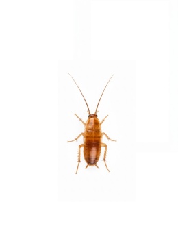 Karaczany tureckie - wylęg (3-5mm)