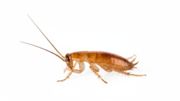 Karaczany tureckie - wylęg (3-5mm)